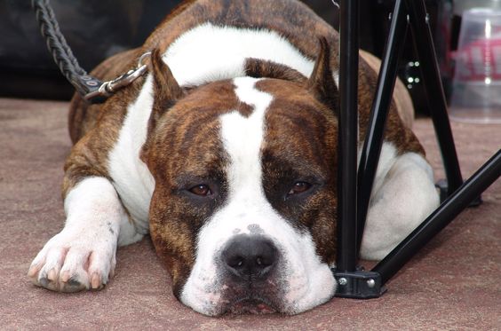 American Staffordshire Terrier lying down under the table