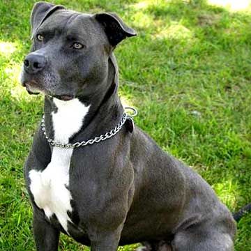 American Staffordshire Terrier sitting on the grass