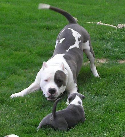 American Staffordshire Terrier adult and puppy playing in the yard