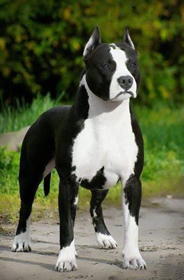 American Staffordshire Terrier taking a walk at the park