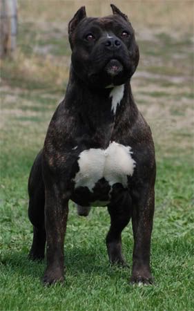 American Staffordshire Terrier taking a walk in the yard