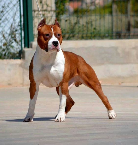 American Staffordshire Terrier taking a walk