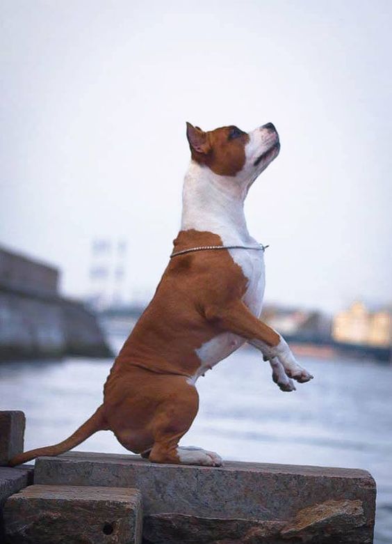 American Staffordshire Terrier standing on top of a cement edge