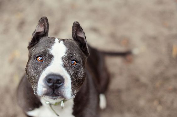 sitting American Staffordshire Terrier with its begging face