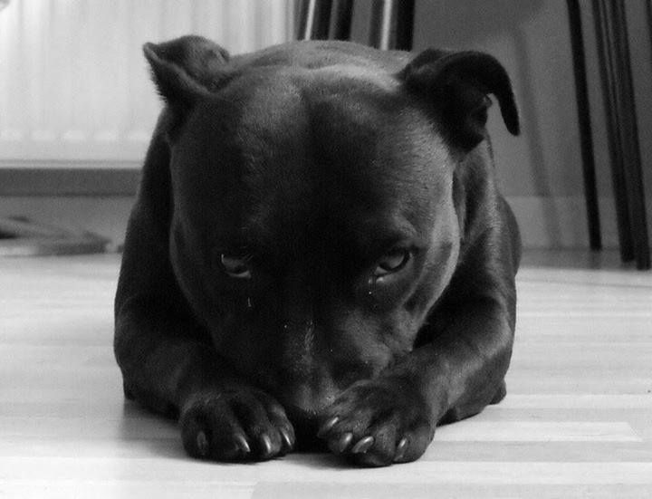 American Staffordshire Terrier lying on the floor