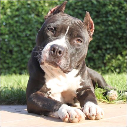 American Staffordshire Terrier lying on the ground at the park