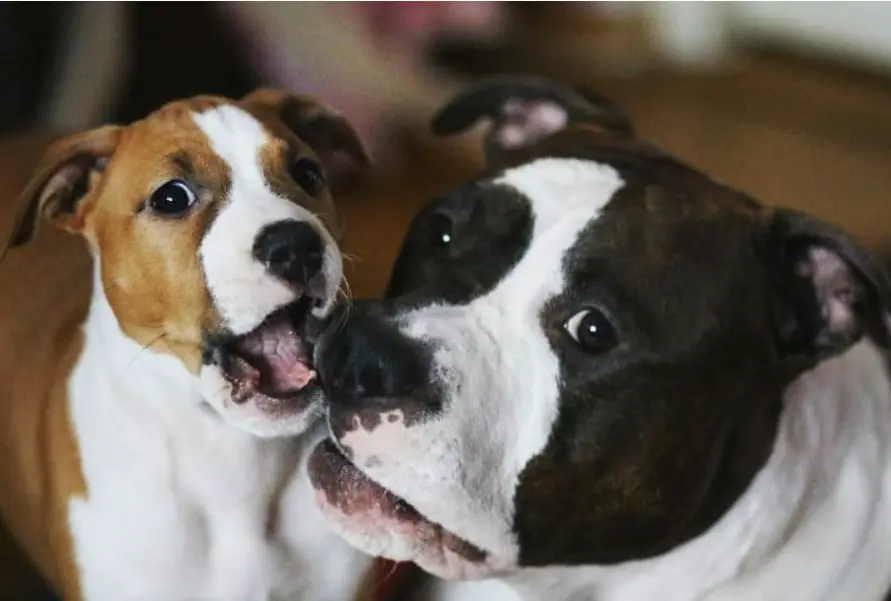 American Staffordshire Terrier playing with another dog