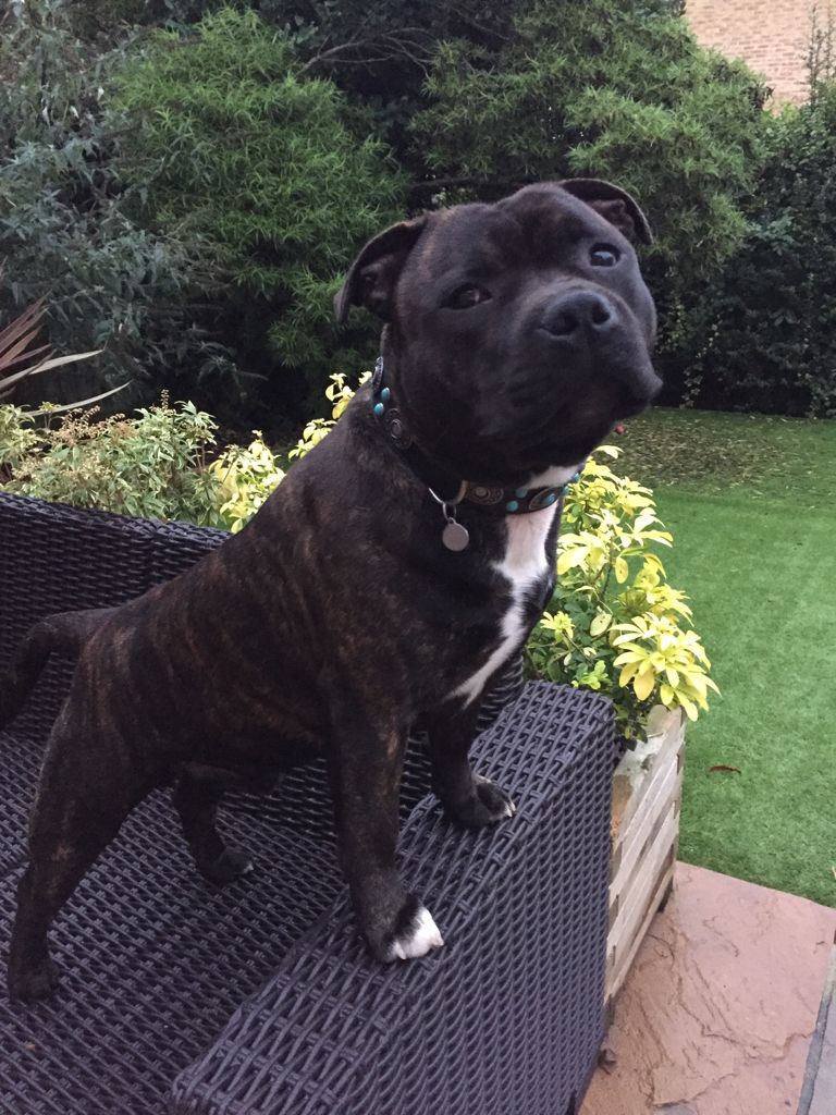 American Staffordshire Terrier standing on top of the chair in the backyard