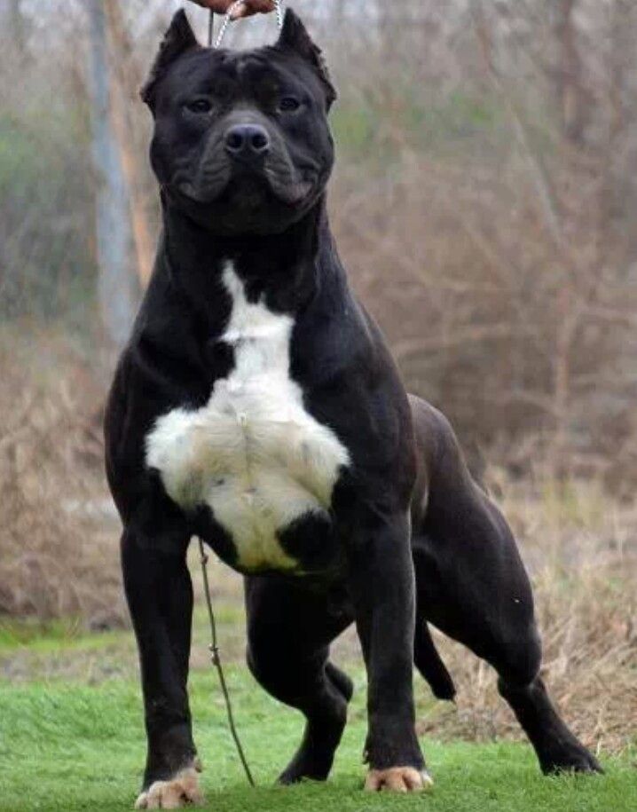 black and white American Staffordshire Terrier taking a walk in the forest