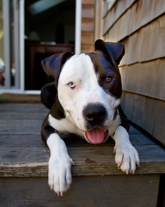 American Staffordshire Terrier lying on the wooden floor