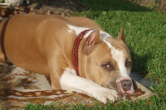 American Staffordshire Terrier lying on a green grass