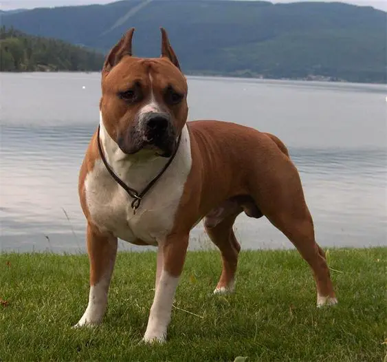 American Staffordshire Terrier taking a walk by the lake
