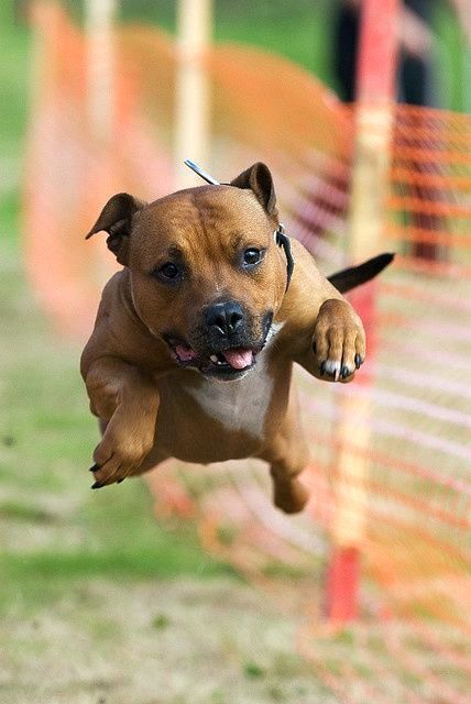 jumping American Staffordshire Terrier