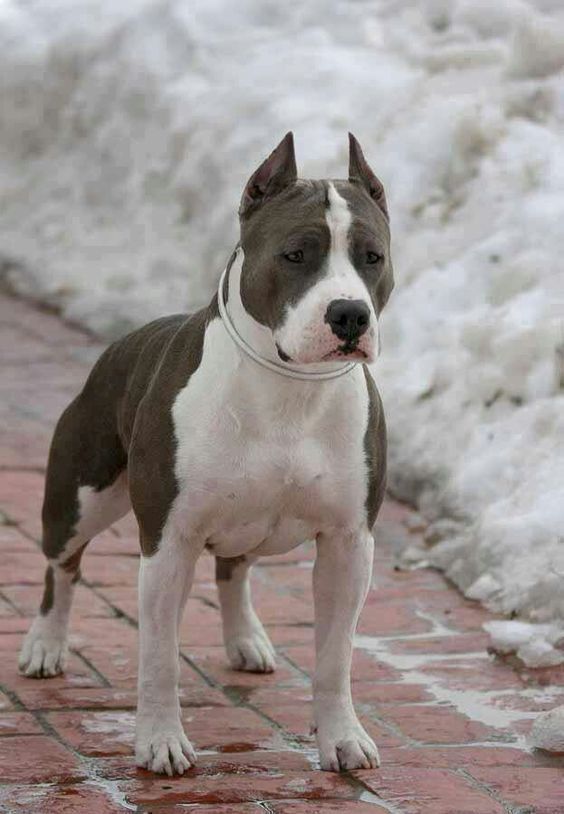 American Staffordshire Terriers taking a walk outdoors in snow