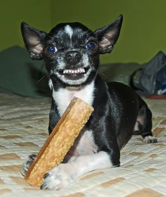 protective and angry Chihuahua lying down on the bed with a food in its hand