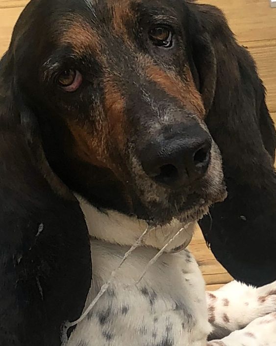 face of Basset Hound dog drooling