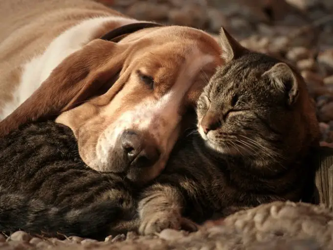 Basset Hound sleeping with its head on top of a cat's body
