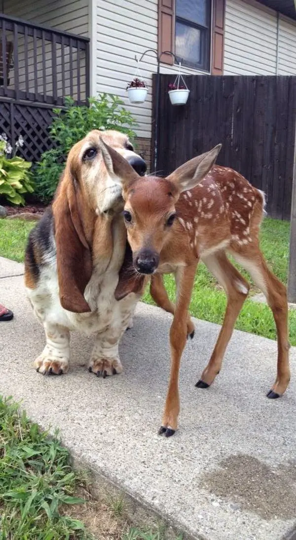 Basset Hound smelling the head of a deer