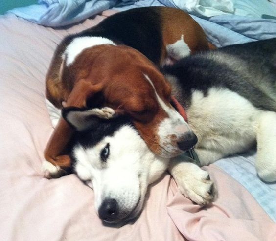 Basset Hound sleeping on the bed with its head on top of a Husky's neck