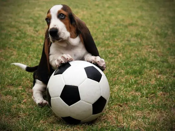 A Basset Hound puppy leaning towards the soccer ball in the yard