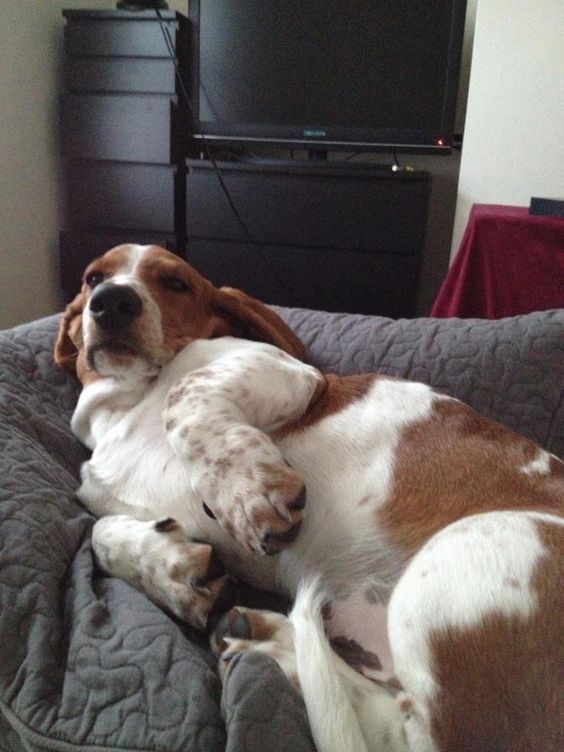 Basset Hound lying in the couch