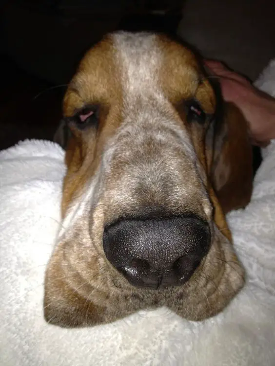 Basset Hound tired face on the couch