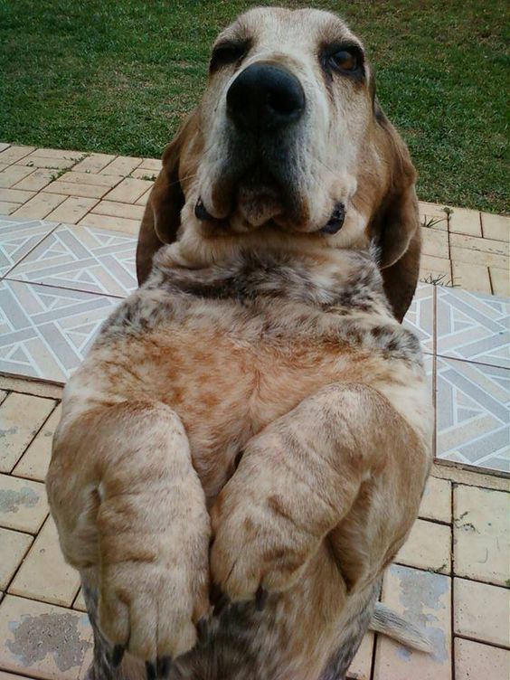 sitting Basset Hound dog while begging
