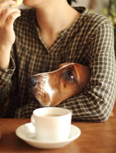 Basset Hound begging for food