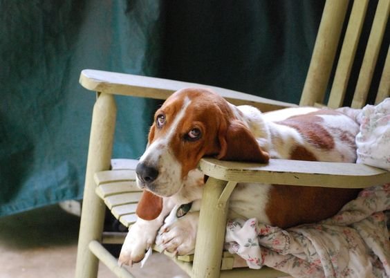 A Basset Hound lying on the chair