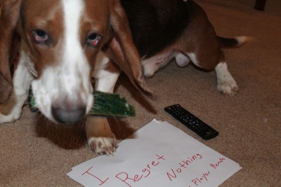 Basset Hound dog with a destroyed remote control on its mouth and guilty face, and a note that says 