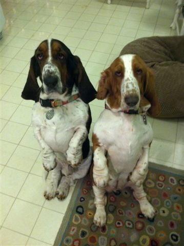 two Basset Hounds sitting pretty with its sad face