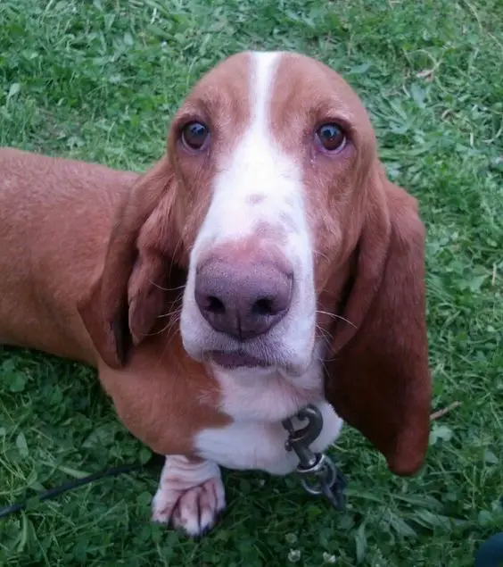 Basset Hound on the green grass while looking up with its sad eyes