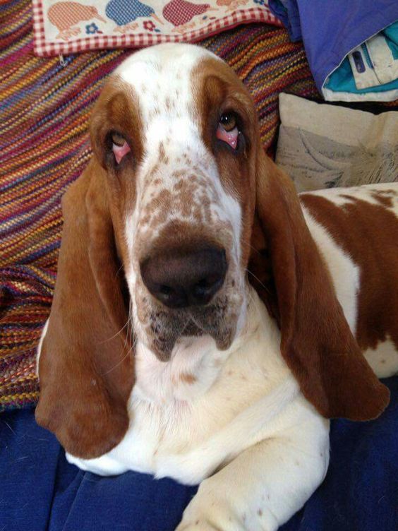 Basset Hound on the bed while looking up