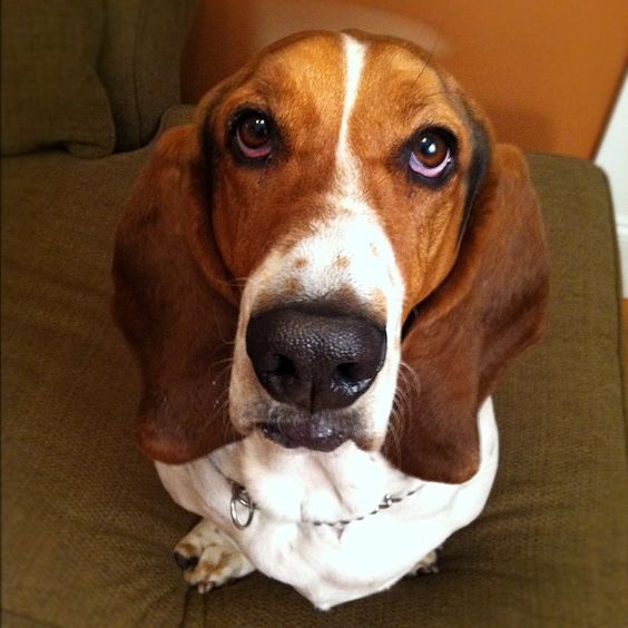Basset Hound sitting on the couch with its begging face