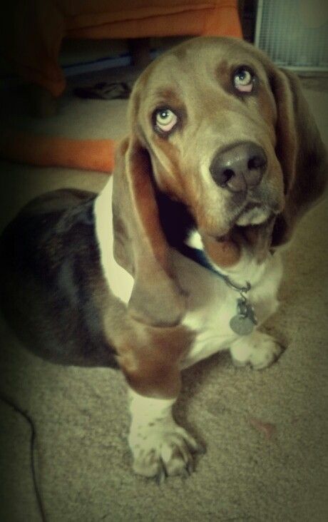 Basset Hound puppy sitting on the floor looking up with its begging face