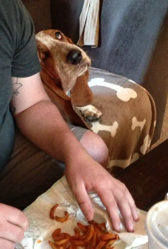 Basset Hound leaning beside its owner while looking up at him with its sad eyes