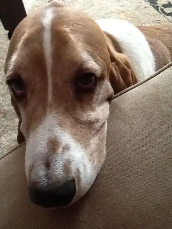Basset Hound's face on top of the couch