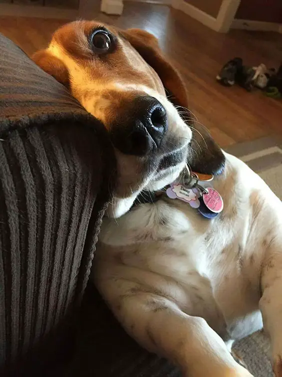 Basset Hound on the floor leaning beside the couch with its begging face