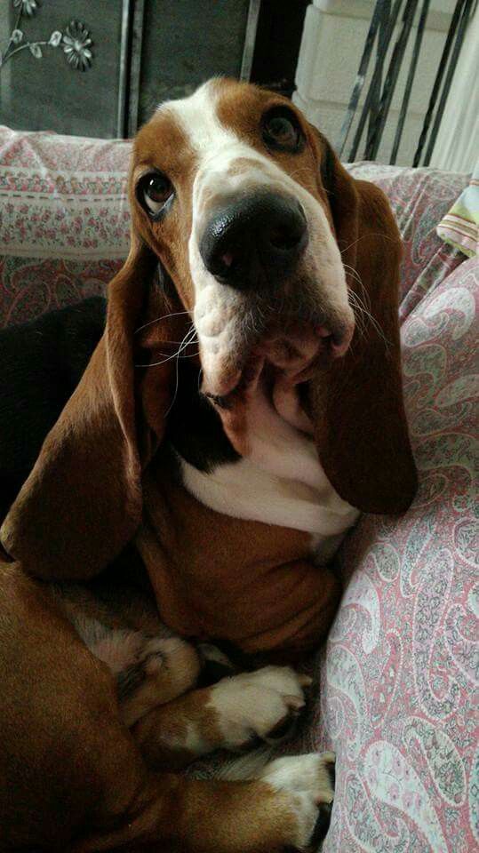 Basset Hound sitting on the couch while lookin up with its sad eyes