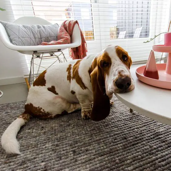Basset Hound sitting on the floor with its sad face on top of the table