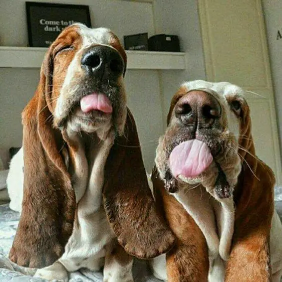 two Basset Hounds lying down on the floor with its tongue out