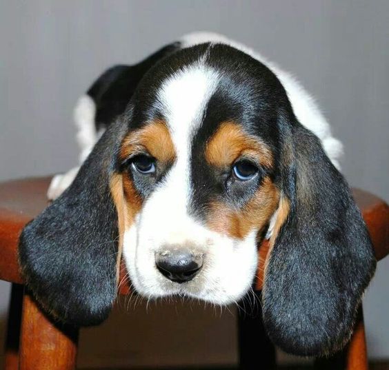Basset Hound puppy lying on the chair with its sad face