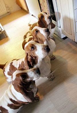 four Basset Hounds looking up while waiting for their food
