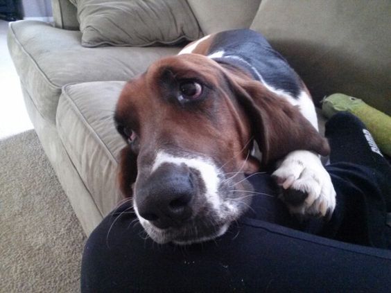 Basset Hound lying on the couch with its sad face on top of a person's lap