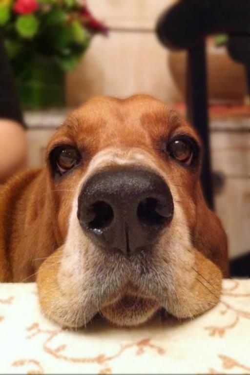 begging face of Basset Hound on top of the table