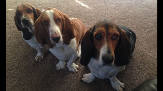 three Basset Hounds sitting on the floor with their begging face