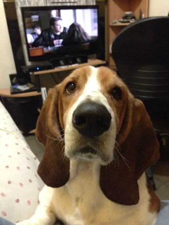 Basset Hound puppy with its begging face