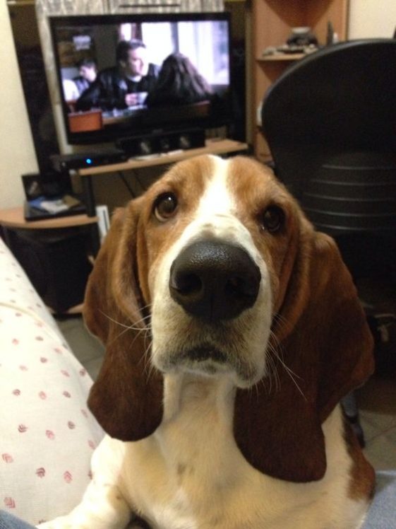 Basset Hound puppy with its begging face