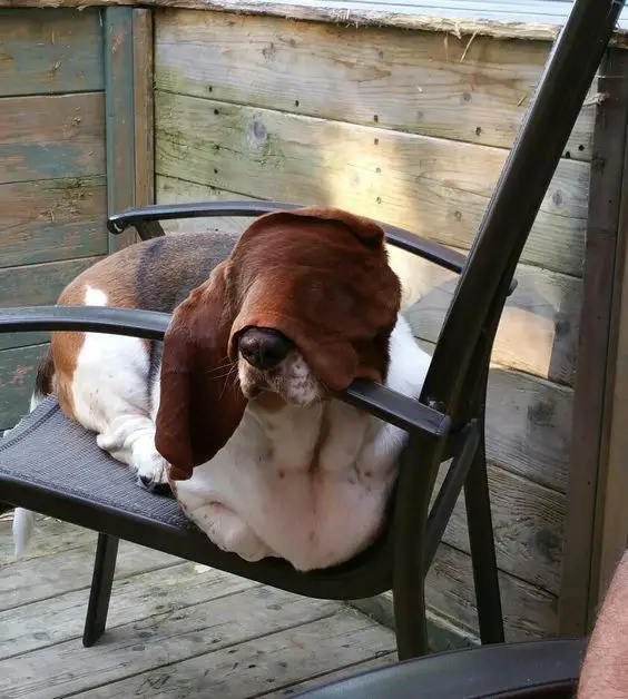 A Basset Hound lying on the chair with its ears covering its face