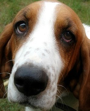 poor sad and begging face of a Basset Hound dog